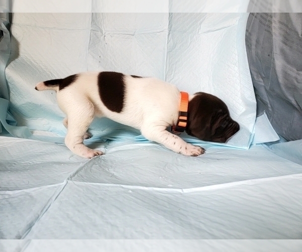 Medium Photo #5 German Shorthaired Pointer Puppy For Sale in BLUE SPRINGS, MS, USA