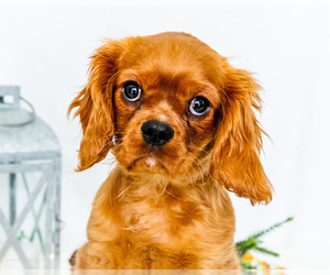 Medium Cavalier King Charles Spaniel