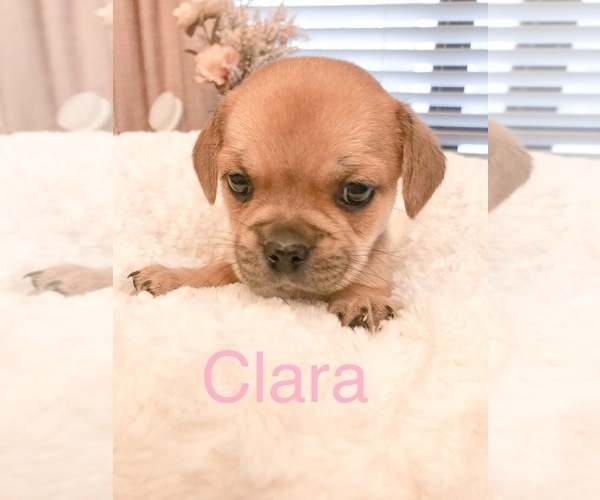 Medium Photo #2 Cavalier King Charles Spaniel-French Bulldog Mix Puppy For Sale in LAWRENCEVILLE, GA, USA