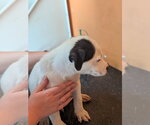 Small #1 Labrador Retriever