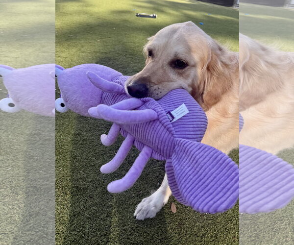 Medium Photo #8 Golden Retriever Puppy For Sale in Valrico, FL, USA