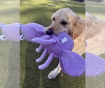Small #7 Golden Retriever