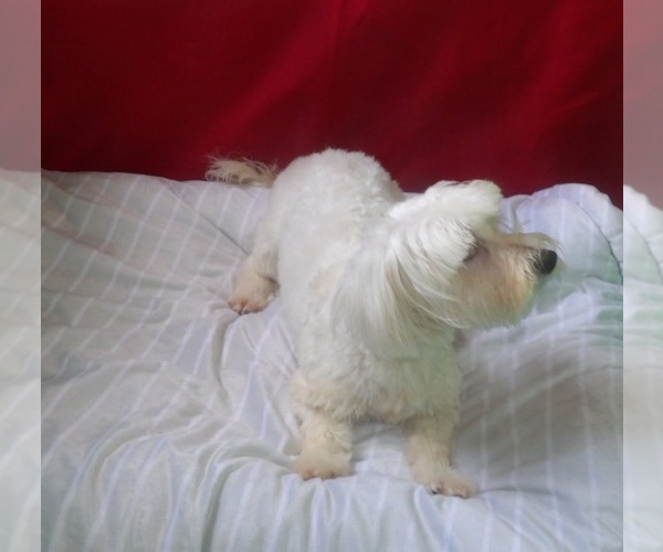 Medium Photo #3 Maltese Puppy For Sale in PATERSON, NJ, USA