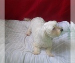 Small #2 Maltese