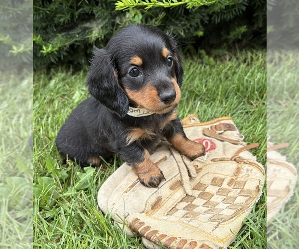 Medium Photo #2 Dachshund Puppy For Sale in MIDDLEBURY, IN, USA