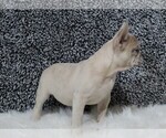 Small Photo #5 French Bulldog Puppy For Sale in APPLE CREEK, OH, USA