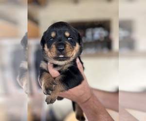 Rottweiler Puppy for sale in MIAMI GARDENS, FL, USA