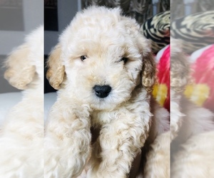 Poodle (Toy) Puppy for sale in SAN BERNARDINO, CA, USA