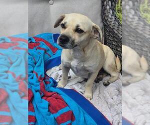 Mutt Dogs for adoption in San Antonio, TX, USA