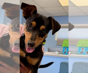 Dachshund-Unknown Mix Dogs for adoption in Cliffwood, NJ, USA