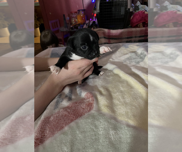 Medium Photo #3 ShiChi Puppy For Sale in FITZGERALD, GA, USA