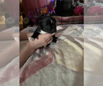 Small Photo #3 ShiChi Puppy For Sale in FITZGERALD, GA, USA