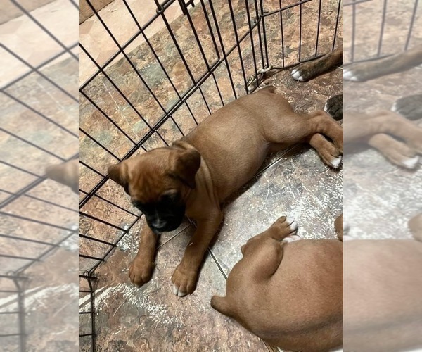 Medium Photo #19 Boxer Puppy For Sale in COWETA, OK, USA
