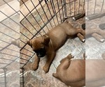 Small Photo #19 Boxer Puppy For Sale in COWETA, OK, USA