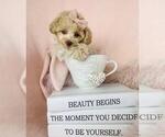 Puppy Puppy 7 Poodle (Toy)