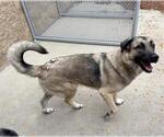 Small German Shepherd Dog Mix