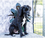 Small #8 Great Dane