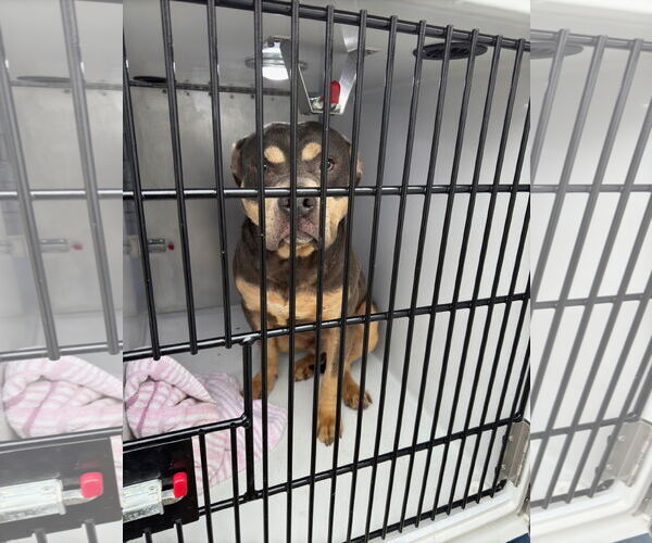 Medium Photo #5 Mutt Puppy For Sale in Virginia Beach, VA, USA