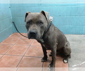 American Pit Bull Terrier Dogs for adoption in Downey, CA, USA
