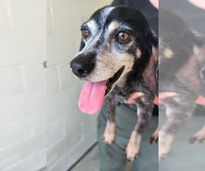 Beagle Dogs for adoption in Berlin, MD, USA