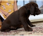 Small #9 Labrador Retriever