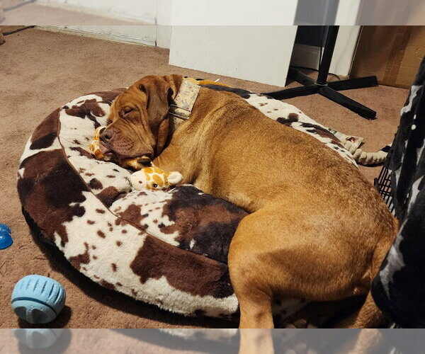 Medium Photo #2 American Bulldog-American Staffordshire Terrier Mix Puppy For Sale in Minneapolis, MN, USA
