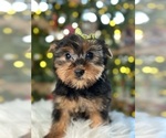 Small Photo #3 Yorkshire Terrier Puppy For Sale in ELMHURST, IL, USA