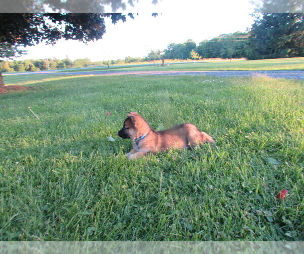 Medium Photo #1 Gerberian Shepsky Puppy For Sale in OWEN, WI, USA