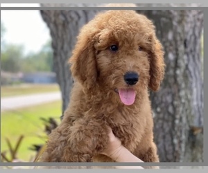 Goldendoodle Puppy for sale in BRADENTON, FL, USA