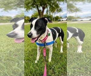 Mutt Dogs for adoption in Pompano Beach , FL, USA