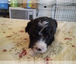 Small #1 Sheepadoodle