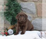 Small Photo #4 Labrador Retriever Puppy For Sale in EPHRATA, PA, USA