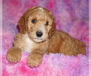 Miniature Labradoodle Puppy for sale in LA HABRA, CA, USA