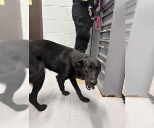 Labrador Retriever Dogs for adoption in Corpus Christi, TX, USA