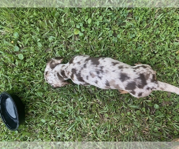 Medium Photo #5 Dachshund Puppy For Sale in DENHAM SPRINGS, LA, USA