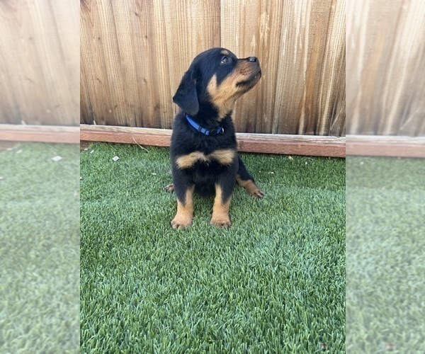 Medium Photo #10 Rottweiler Puppy For Sale in SAN JOSE, CA, USA