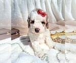 Small #11 Goldendoodle (Miniature)