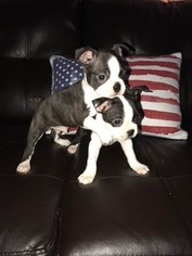 Boston Terrier Puppy for sale in JENKS, OK, USA