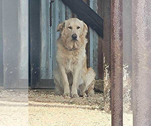 Medium Photo #2 Golden Retriever Puppy For Sale in Dallas, TX, USA
