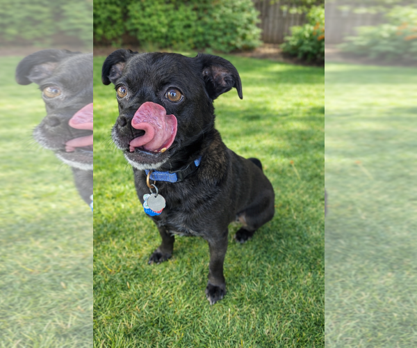 Medium Photo #2 Chug Puppy For Sale in Phoenix, AZ, USA