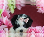 Small #2 Morkie