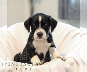 Medium French Bulldog-Goldendoodle Mix