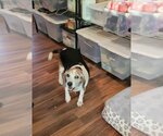 Small Photo #8 Beagle Puppy For Sale in Las Vegas, NV, USA
