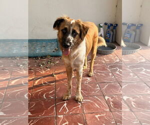 Australian Shepherd Dogs for adoption in Harlingen, TX, USA