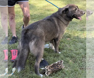 CHASTITY - Female Mutt Dog for Adoption - Photo #2