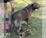 Small Photo #2 Mutt Puppy For Sale in Yardley, PA, USA