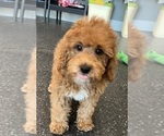 Small Photo #22 Poodle (Miniature) Puppy For Sale in WARSAW, IN, USA