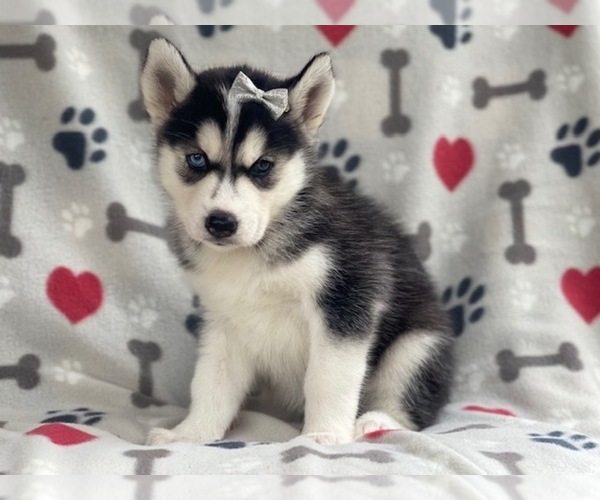 Medium Photo #11 Siberian Husky Puppy For Sale in LAKELAND, FL, USA