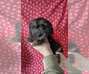 Cocker Spaniel-Havanese Mix Puppy for sale in AMSTERDAM, MO, USA