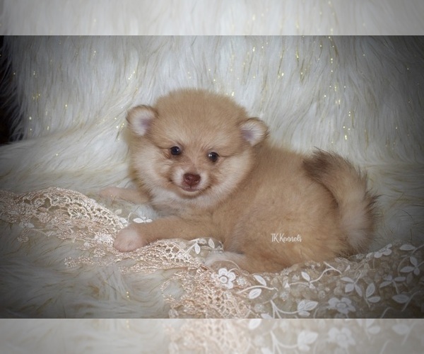 Medium Photo #5 Pomeranian Puppy For Sale in GRAYSON, LA, USA